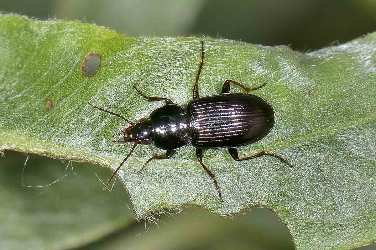 Pterostichus vernalis, Carabidae